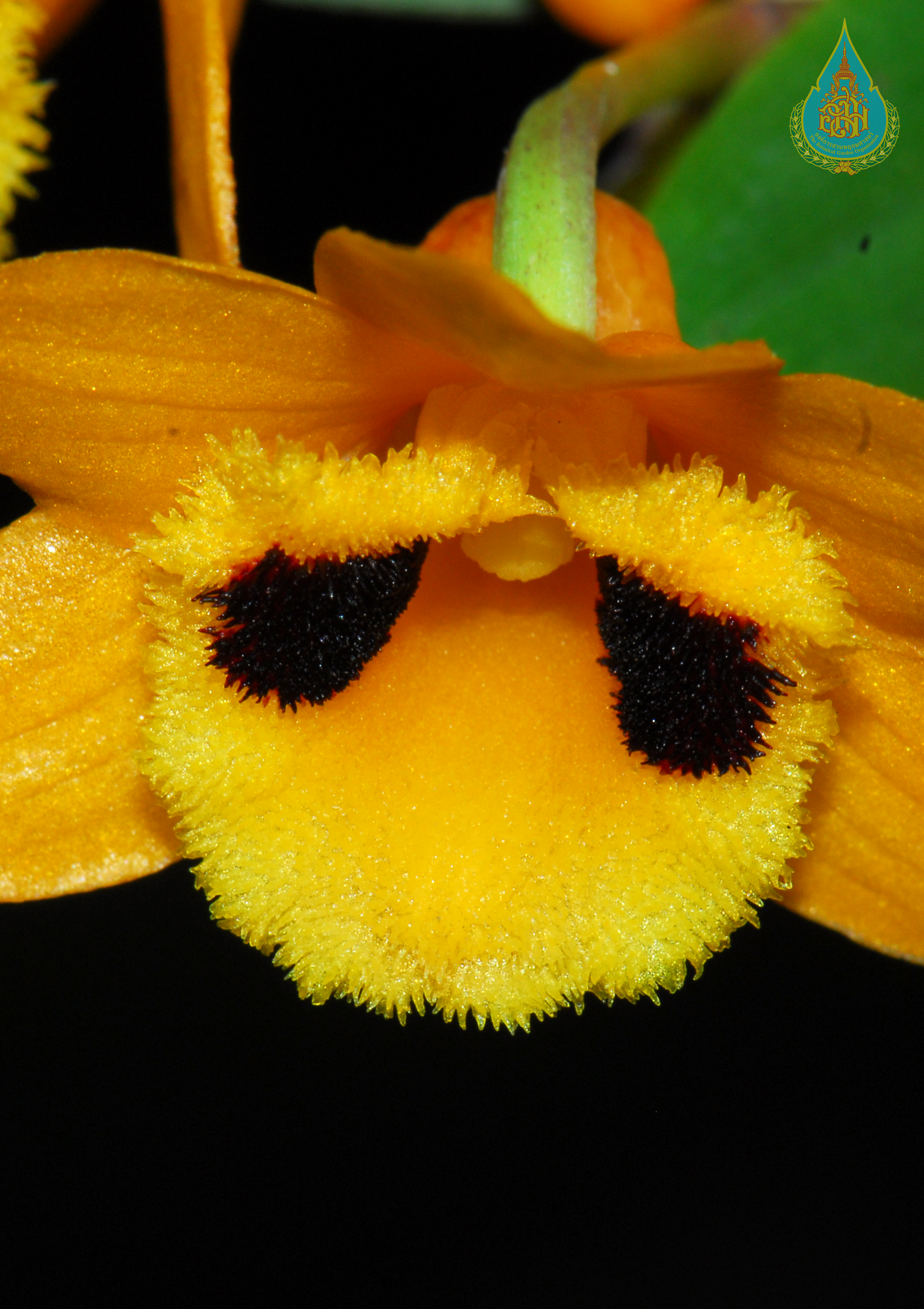 เอื้องสายมรกต Dendrobium chrysanthum Wall. ex Lindl.<br/>ORCHIDACEAE